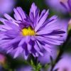 Aster