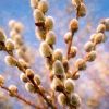 Weidenkätzchen