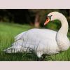 Schwan