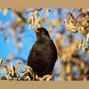 Amsel