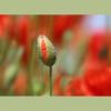 Mohnblumenknospe