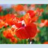 Mohn