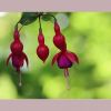 Fuchsien