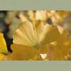 Ginkgo