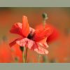 Mohn