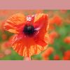 Mohn
