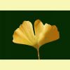 Ginkgo