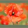 Mohn