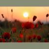Mohn