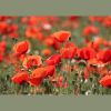 Mohn