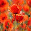 Mohn