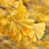 Ginkgo