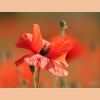Mohn