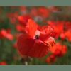 Mohn