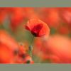 Mohn