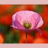 Mohn