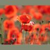 Mohn