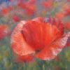 Mohnblume