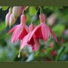 Fuchsie