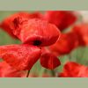 Mohn
