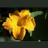 Kürbisblüte
