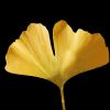 Ginkgo