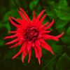 Rote Sterndahlie