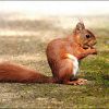 Eichhörnchen