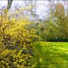 Forsythienbusch