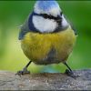 Blaumeise