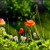 Sommerwiese