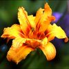 Lilienart