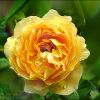 Teerose