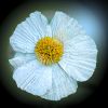 Baummohn Baummohn