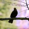 Amsel