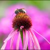 Hummel auf einer Echinacea