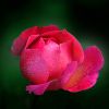 Rose im Juni