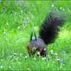 Eichhörnchen