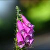 Fingerhutblüten Fingerhutblüten