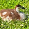 Ein Küken der Nilgans