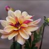 Dahlie