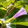 Stechapfelblüte