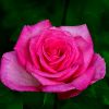 Rose im Juni