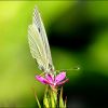 Schmetterling