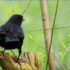 Amsel