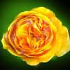 Sommerrose Sommerrose