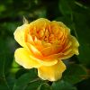 Rose Rose