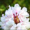 Rhododendronblüte