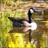 Gans auf dem Waldsee