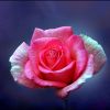 Rose im Dezember